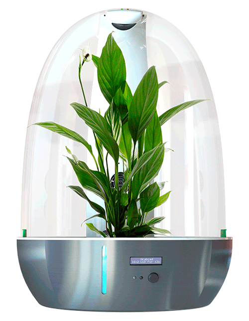 Capsule Capsule
